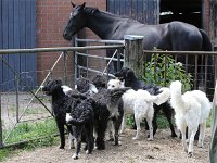 Puppys van Bliss040622-0042